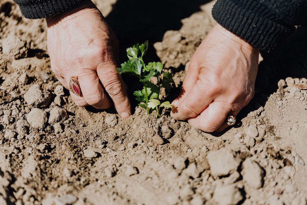 Video Comment Faire Un Jardin En Permaculture