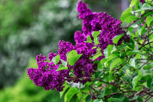 Lilas