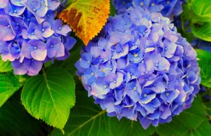 Hortensia