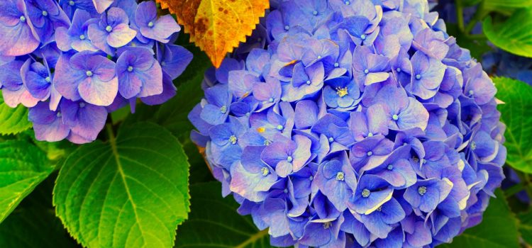 Hortensia