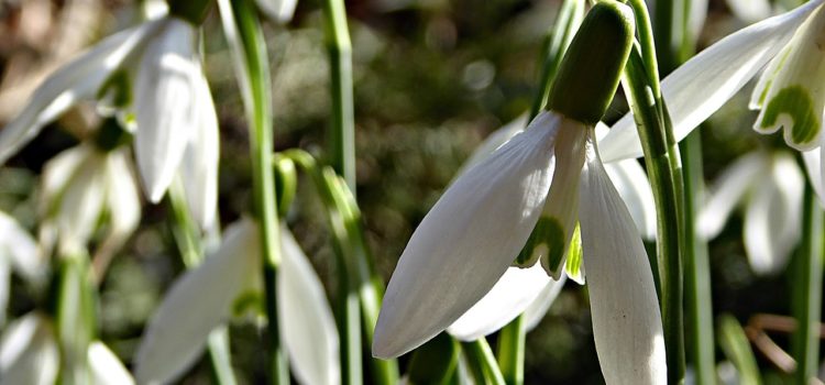 Conseils pratiques pour planter des bulbes