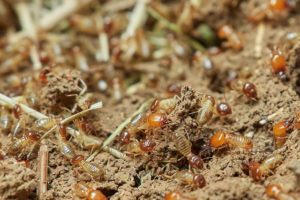 Comment lutter efficacement contre les nuisibles comme les termites ?