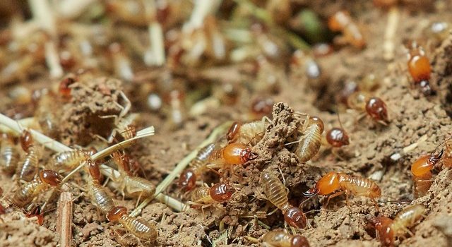 Comment lutter efficacement contre les nuisibles comme les termites ?