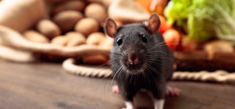Comment lutter contre l’invasion des rats dans la maison