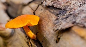 sporophores sur les bois